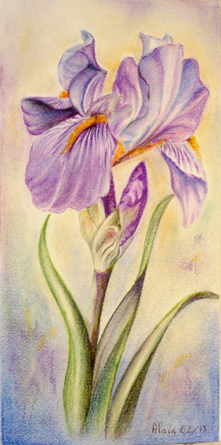 Iris